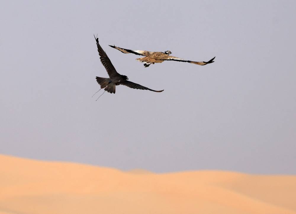 اختتام فعاليات مخيم الصقارة الإماراتي-الياباني الأوّل