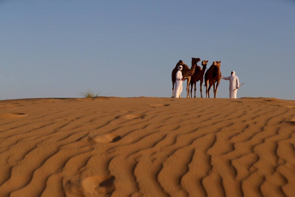 فعاليات ومسابقات المحطة الختامية لـ مهرجان الظفرة تنطلق 20 يناير الجاري