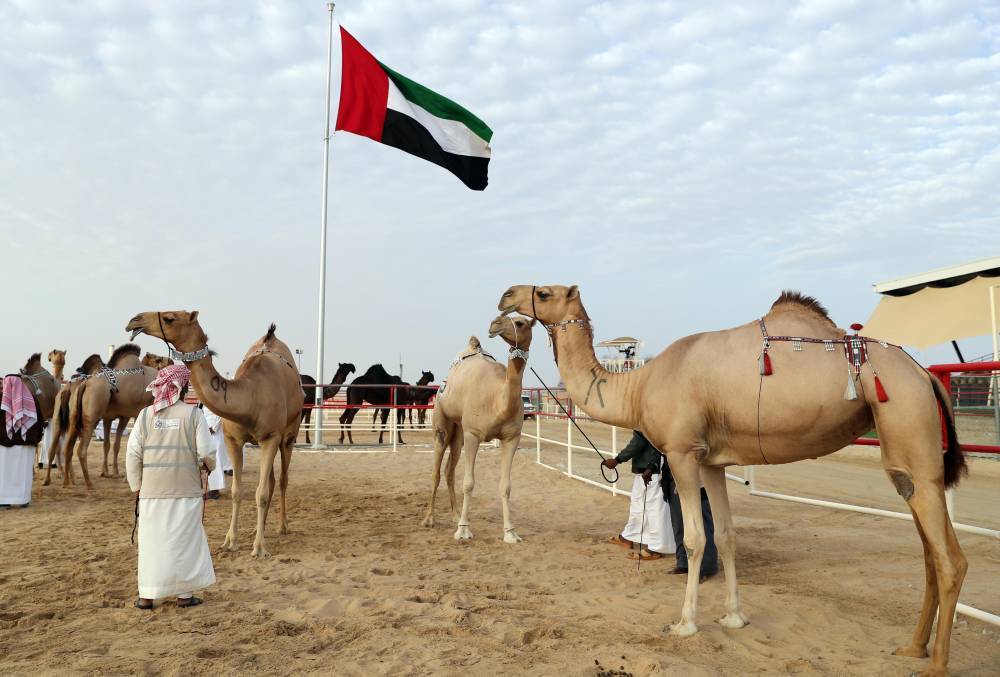 فعاليات ومسابقات المحطة الختامية لـ مهرجان الظفرة تنطلق 20 يناير الجاري