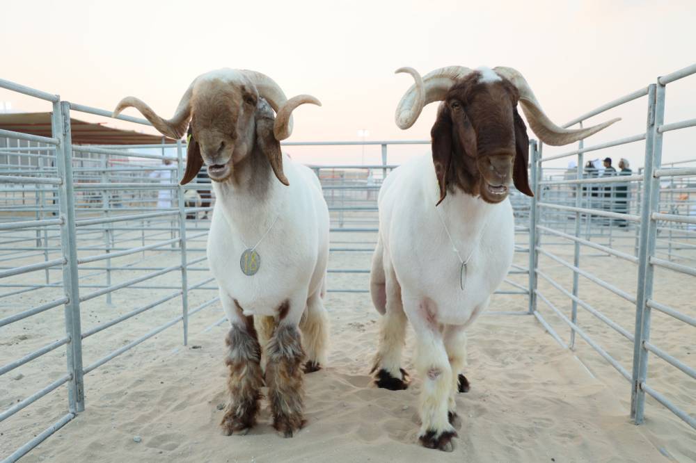 فعاليات ومسابقات المحطة الختامية لـ مهرجان الظفرة تنطلق 20 يناير الجاري