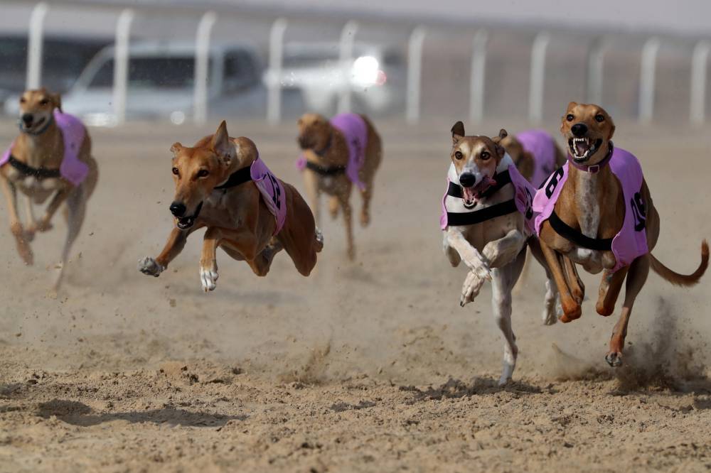فعاليات ومسابقات المحطة الختامية لـ مهرجان الظفرة تنطلق 20 يناير الجاري