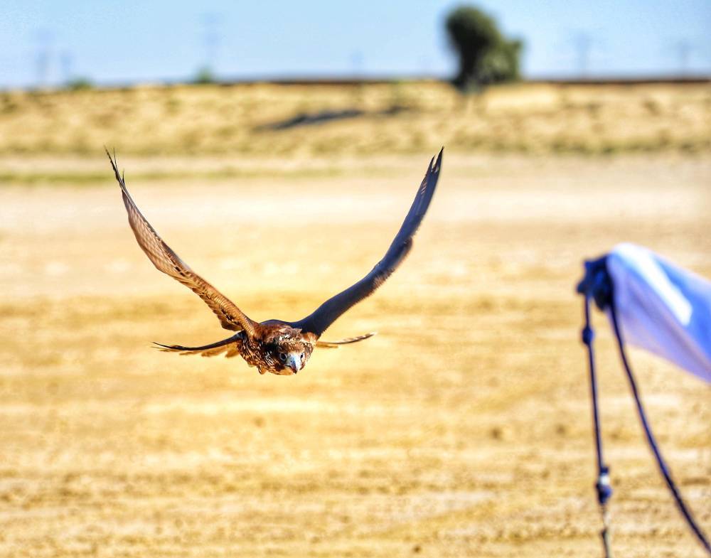 منافسة مفتوحة بين الفرق وأرقام قياسية تسجل في انطلاق الشيوخ لبطولة فزاع للصيد بالصقور  