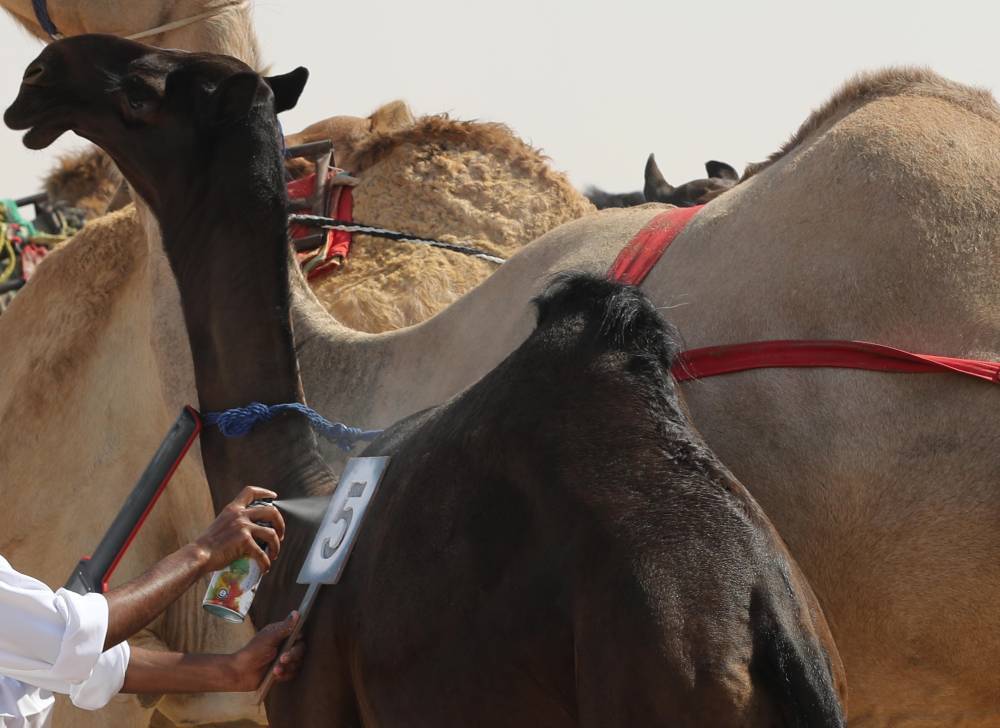 مهرجان الظفرة يبدأ ترصيص الإبل المشاركة في محطته الختامية يوم غدٍ الثلاثاء  