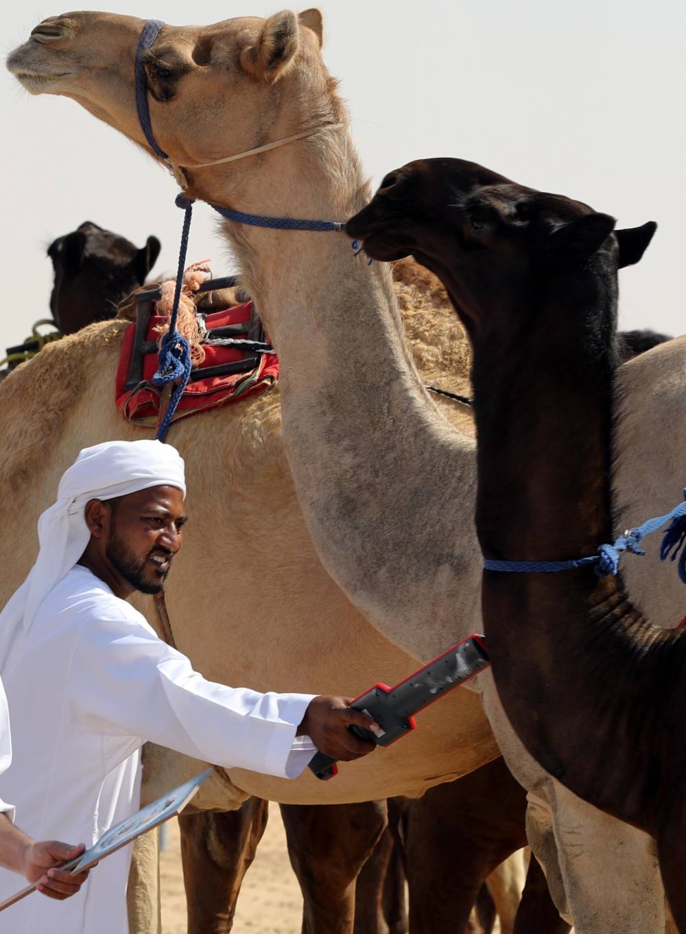 مهرجان الظفرة يبدأ ترصيص الإبل المشاركة في محطته الختامية يوم غدٍ الثلاثاء  