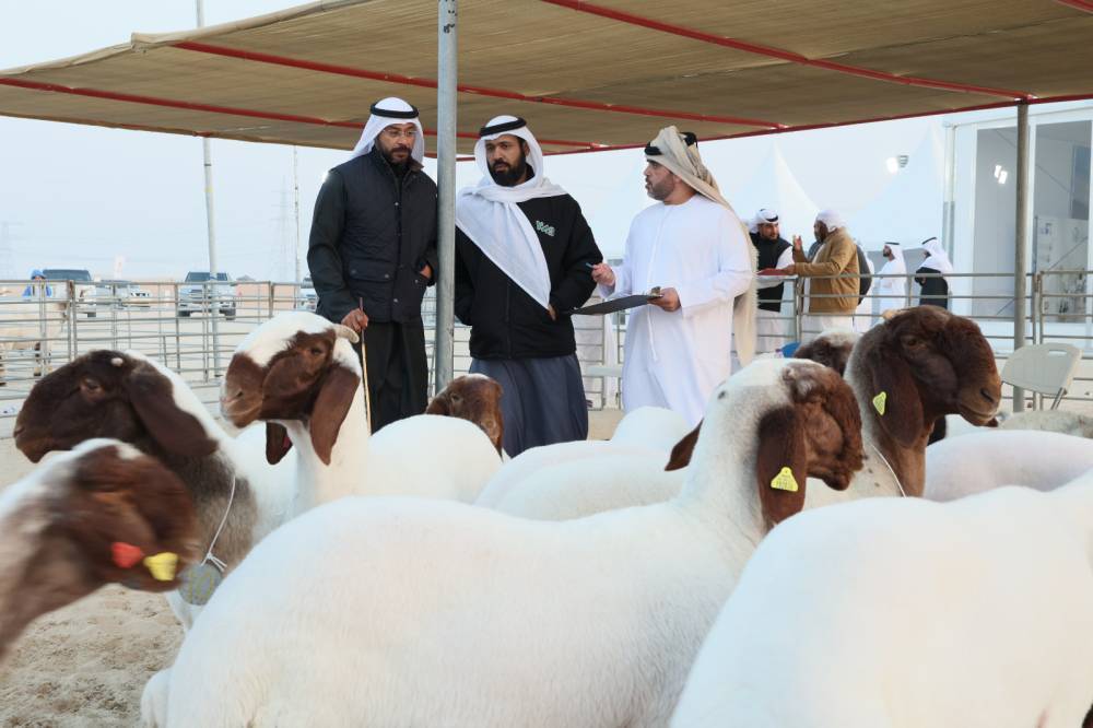 مهرجان الظفرة الختامي يخصص 1441 جائزة للمسابقات التراثية المصاحبة