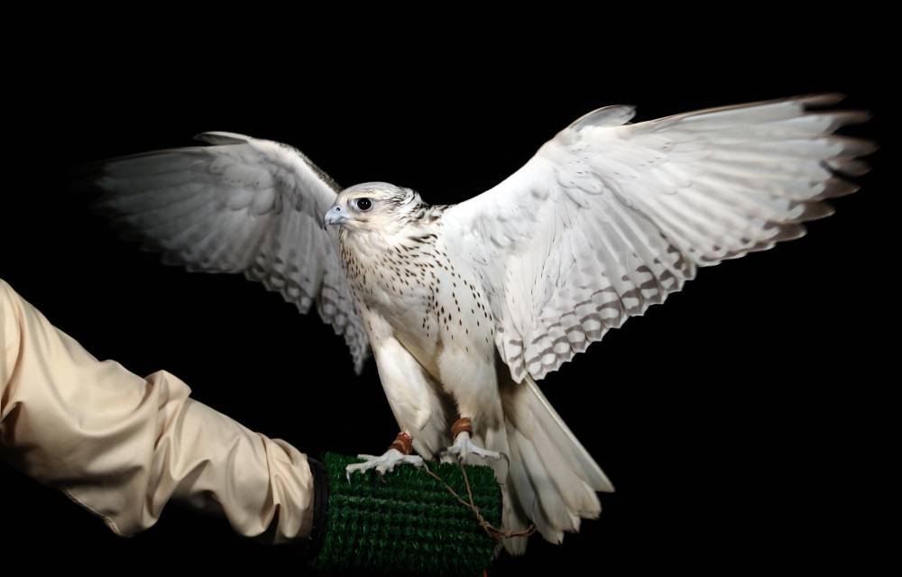 مهرجان الظفرة الختامي يخصص 1441 جائزة للمسابقات التراثية المصاحبة