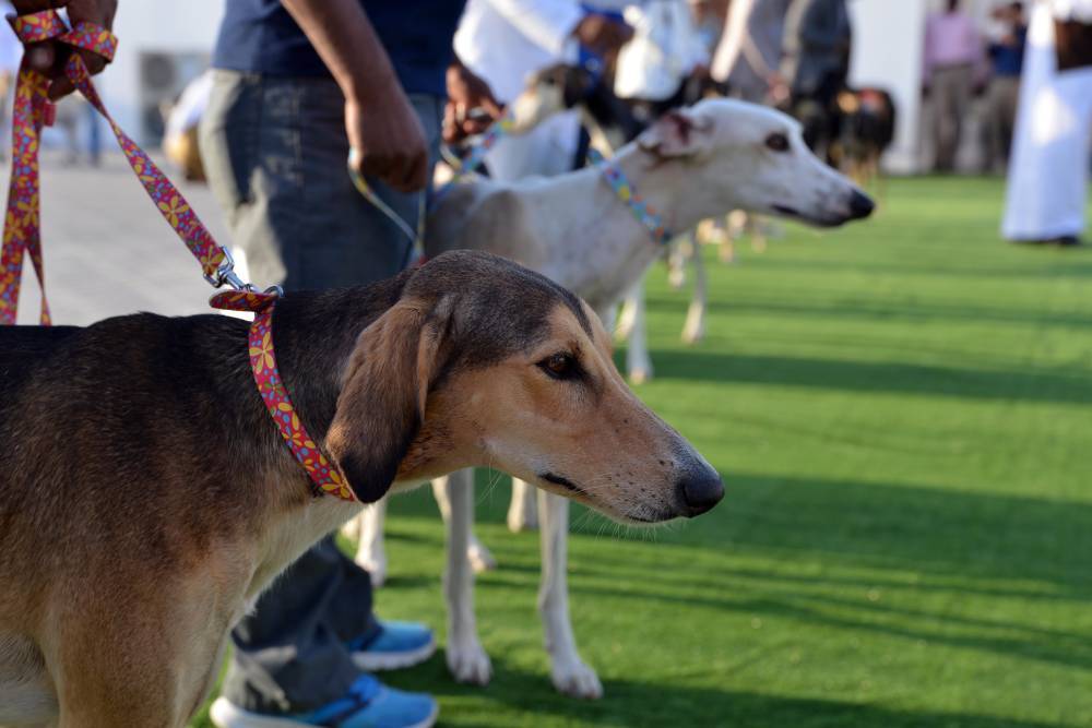 مهرجان الظفرة الختامي يخصص 1441 جائزة للمسابقات التراثية المصاحبة