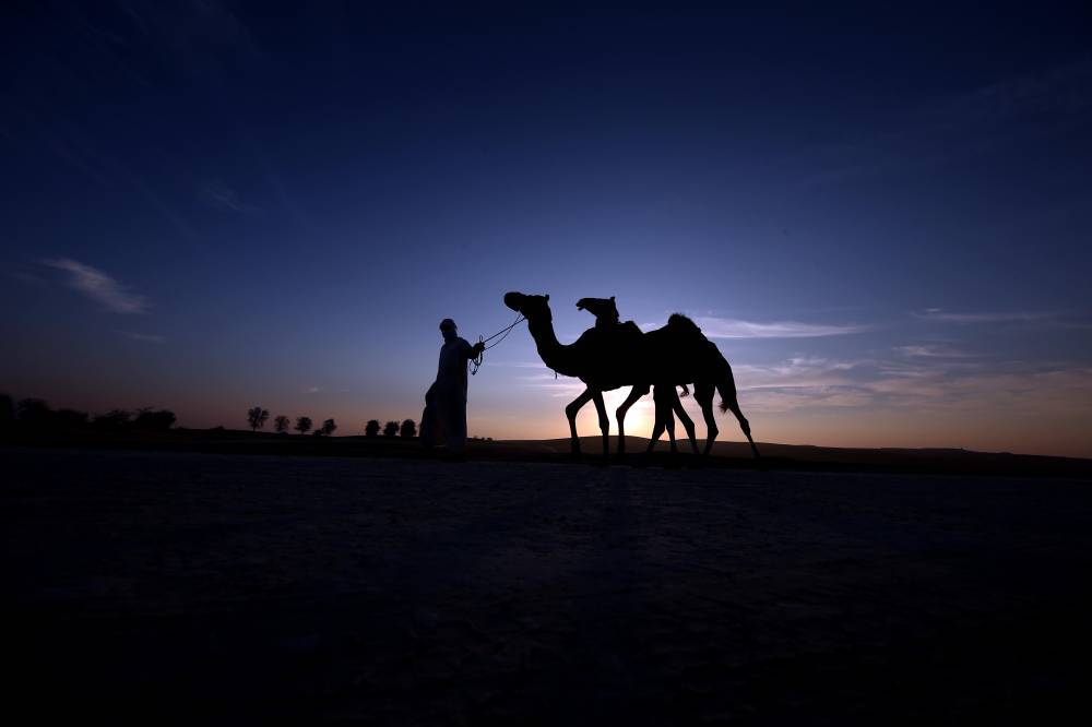 قوافل الإبل الخليجية تتوافد إلى مهرجان الظفرة للمنافسة على 1135 جائزة