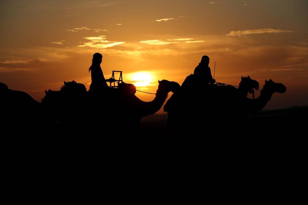 قوافل الإبل الخليجية تتوافد إلى مهرجان الظفرة للمنافسة على 1135 جائزة