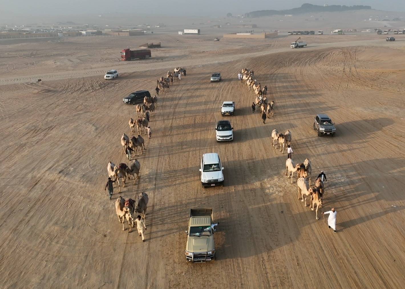 قوافل الإبل الخليجية تتوافد إلى مهرجان الظفرة للمنافسة على 1135 جائزة