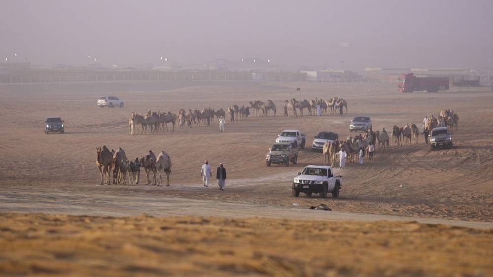 قوافل الإبل الخليجية تتوافد إلى مهرجان الظفرة للمنافسة على 1135 جائزة