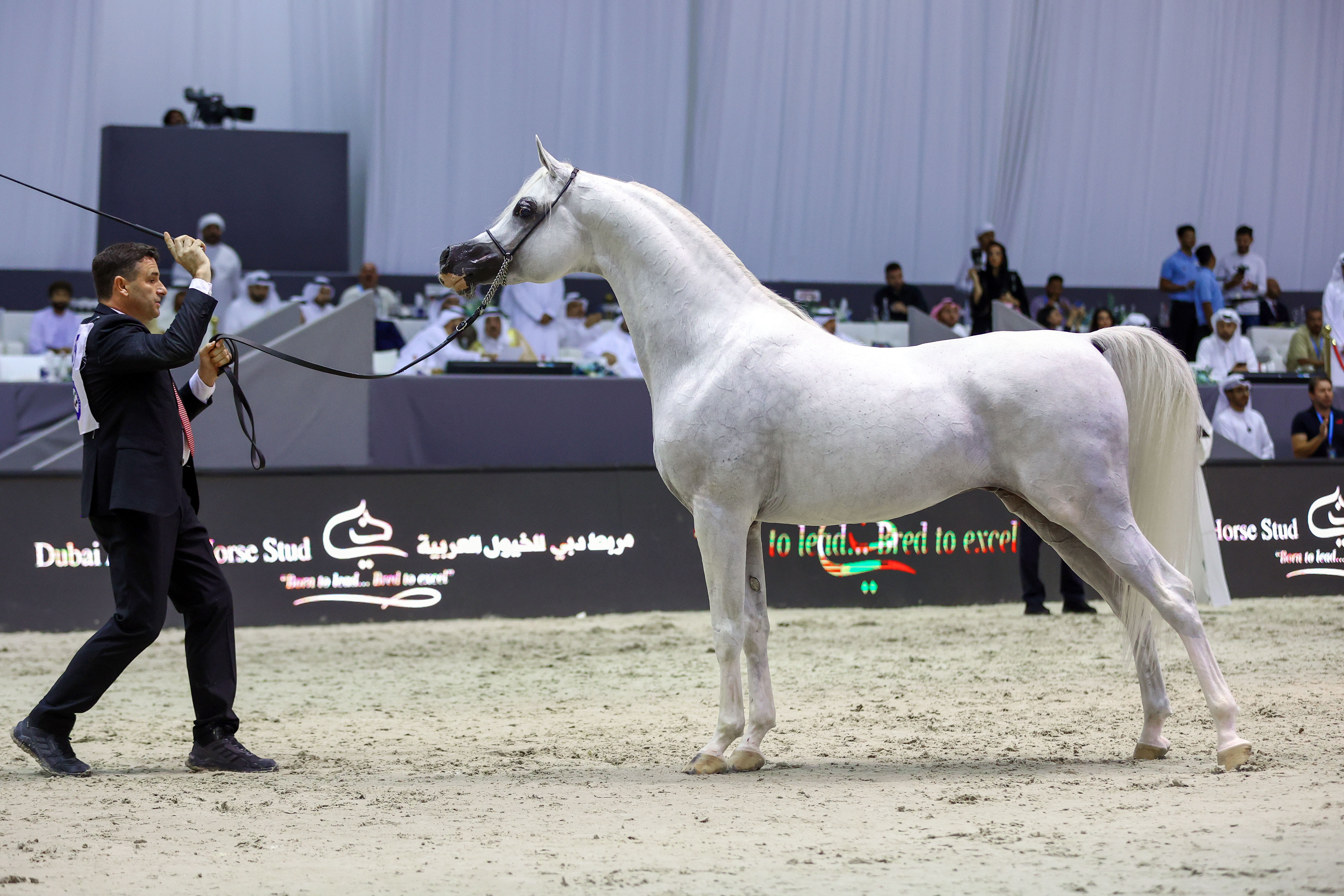 الإعلان عن موعد تنظيم بطولة دبي الدولية للجواد العربي لعام 2024