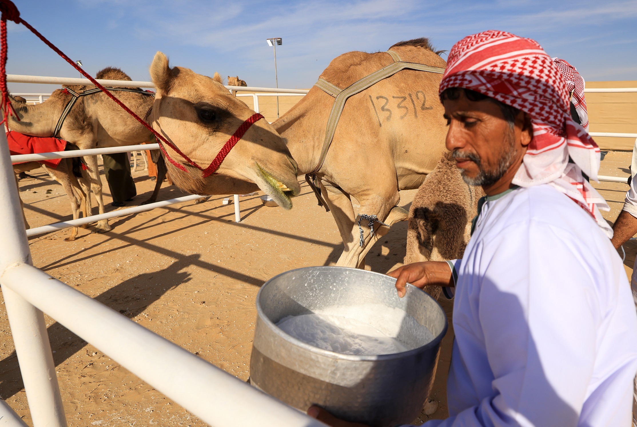 170 ناقة تتنافس بمسابقة المحالب المحليات في مهرجان الظفرة 17