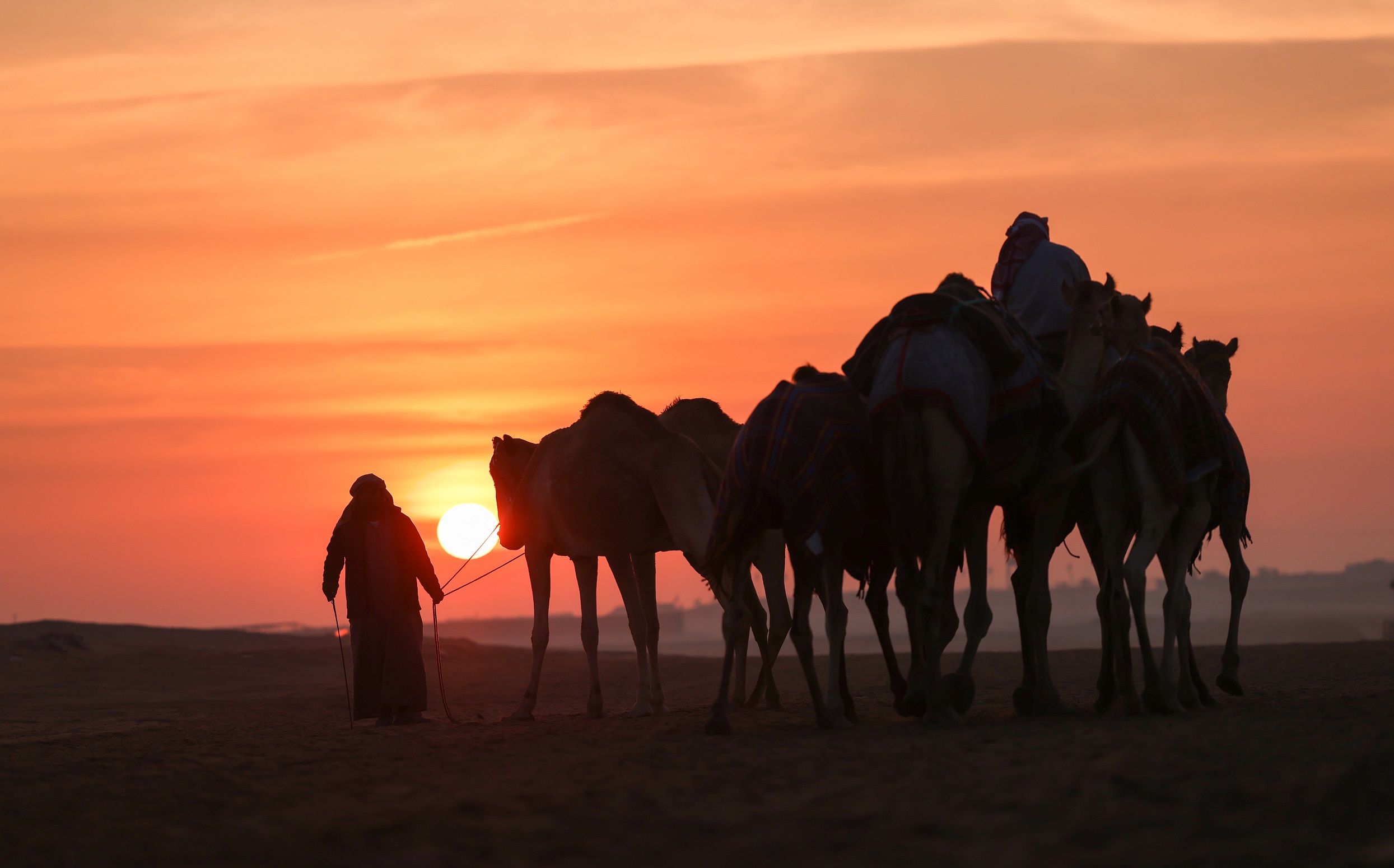 مُلاك إبل الخليج يرفعون رموز الذهب في مهرجان الظفرة 17