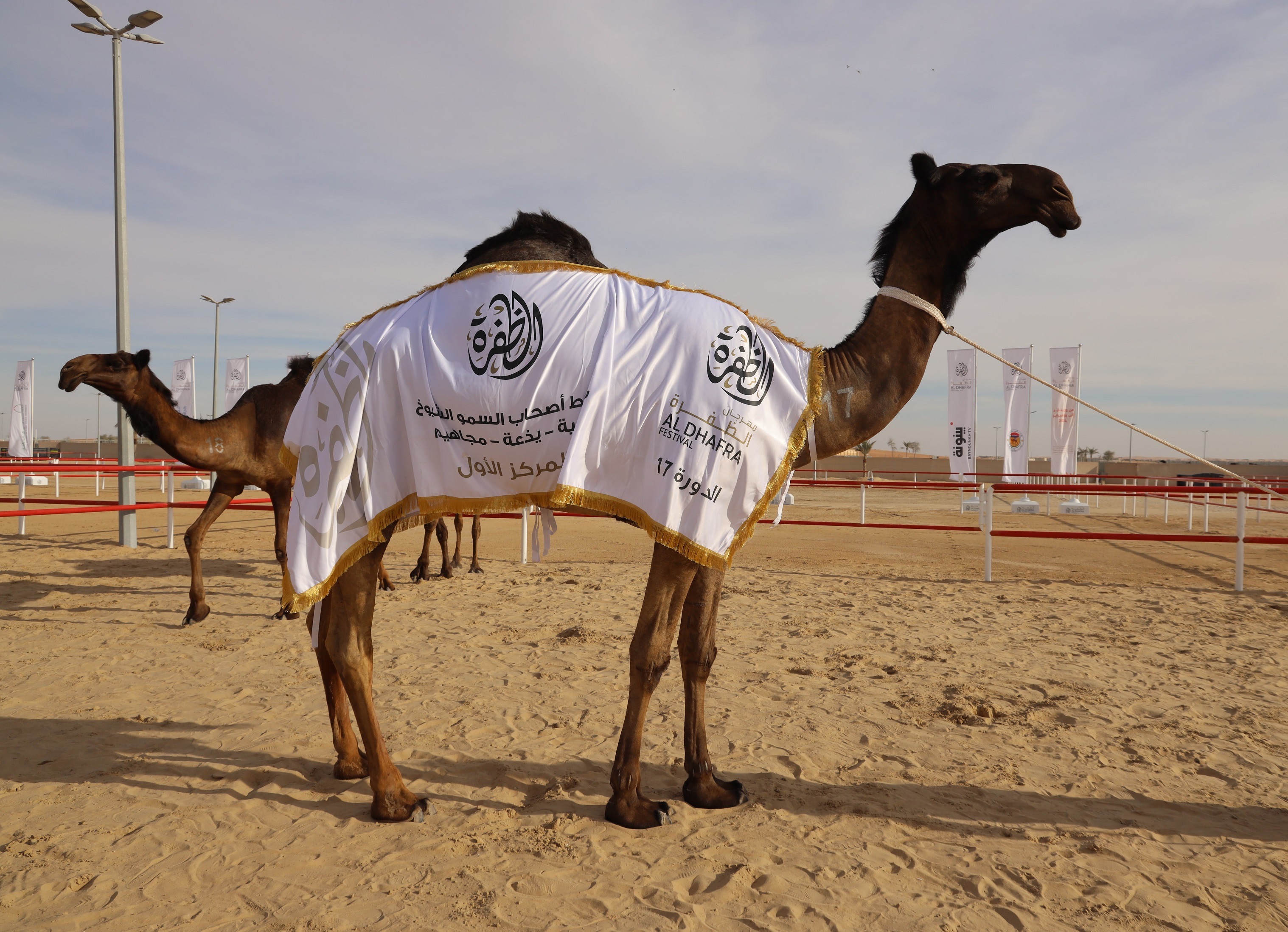 مهرجان الظفرة 17 .. مُلاك إبل الخليج يتنافسون في أشواط اللقايا تلاد