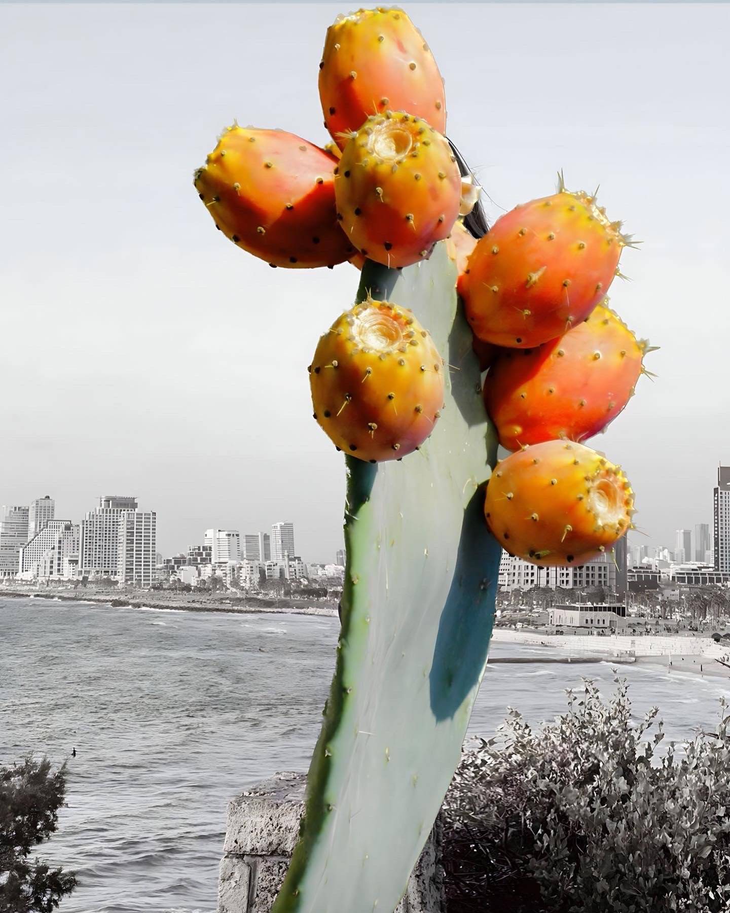  صبرنا أطول من ابراجكم فنا بصرياً يعكس صمود الفلسطينيين