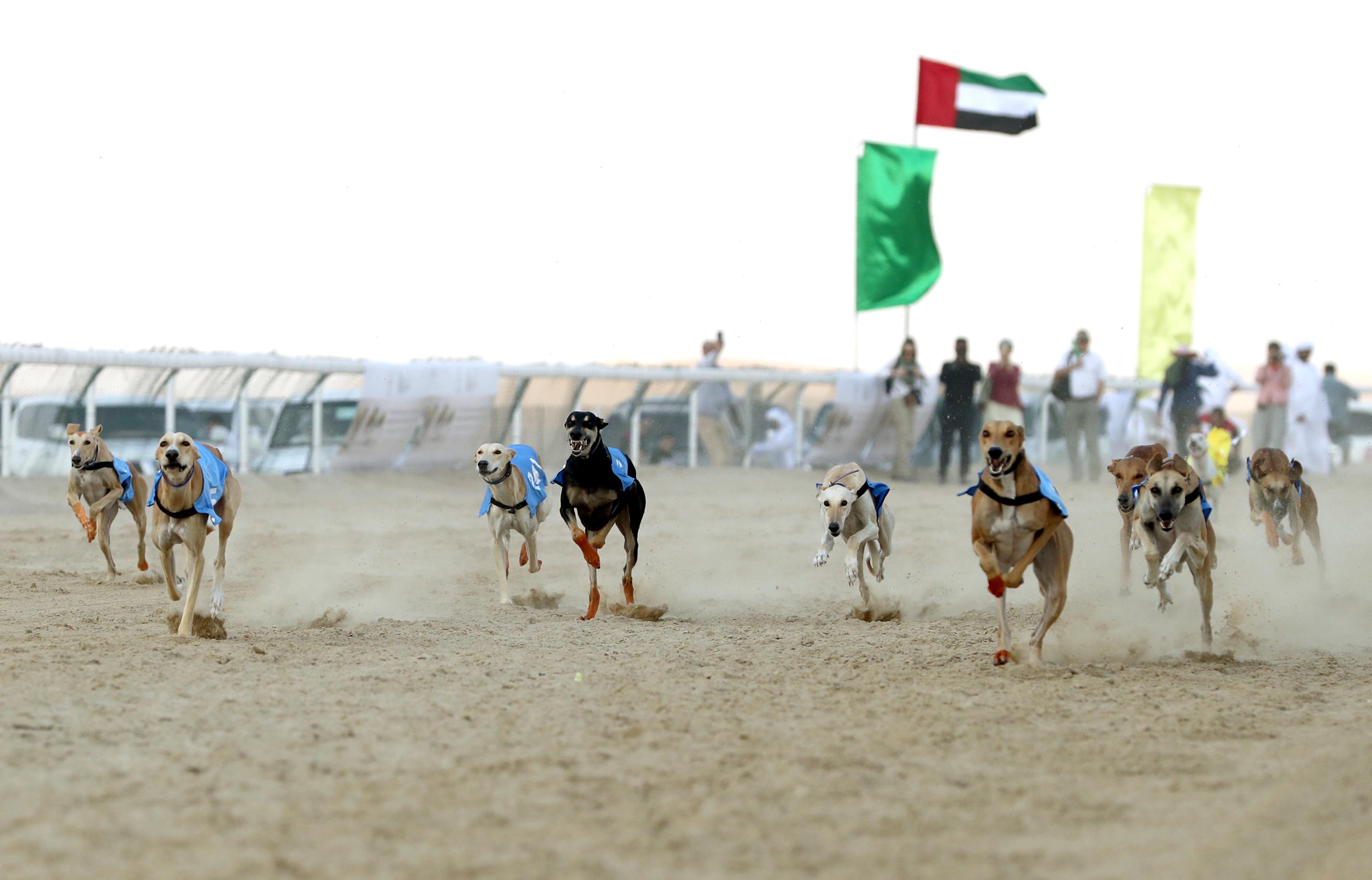 بطولة السلوقي العربي في مهرجان الظفرة تبدأ منافساتها غداً