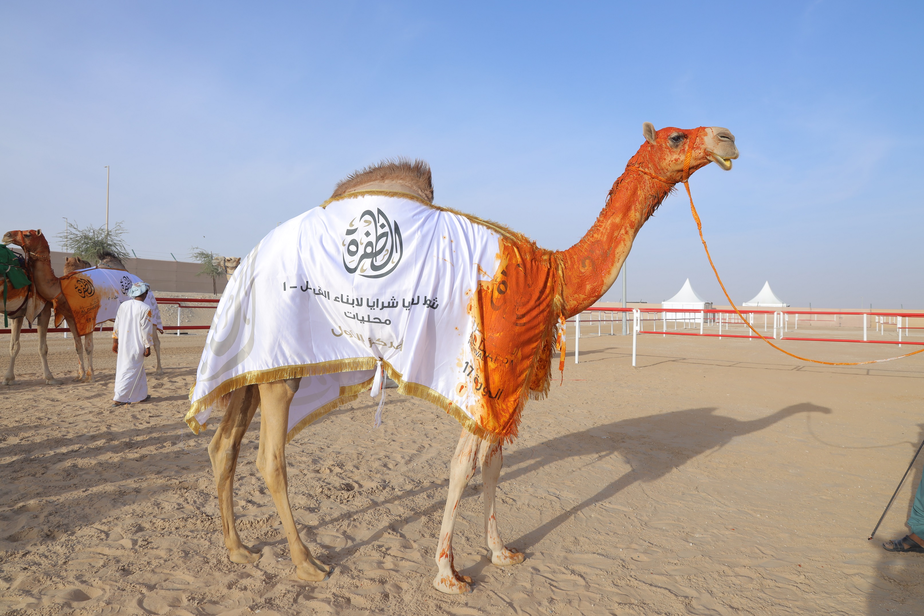 مهرجان الظفرة بيومه السابع يتوج الفائزين بمزاينة الإبل