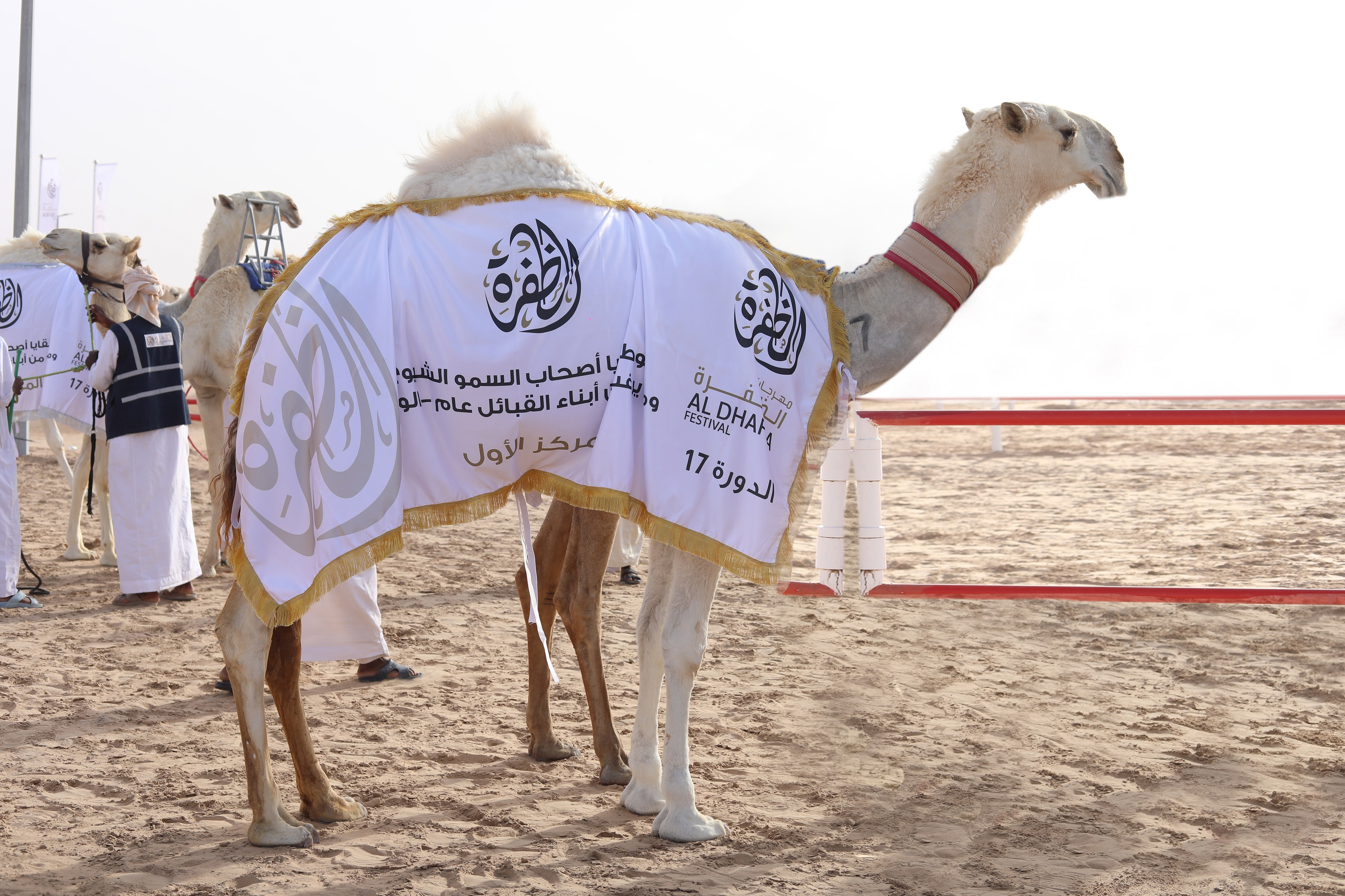 مهرجان الظفرة بيومه السابع يتوج الفائزين بمزاينة الإبل