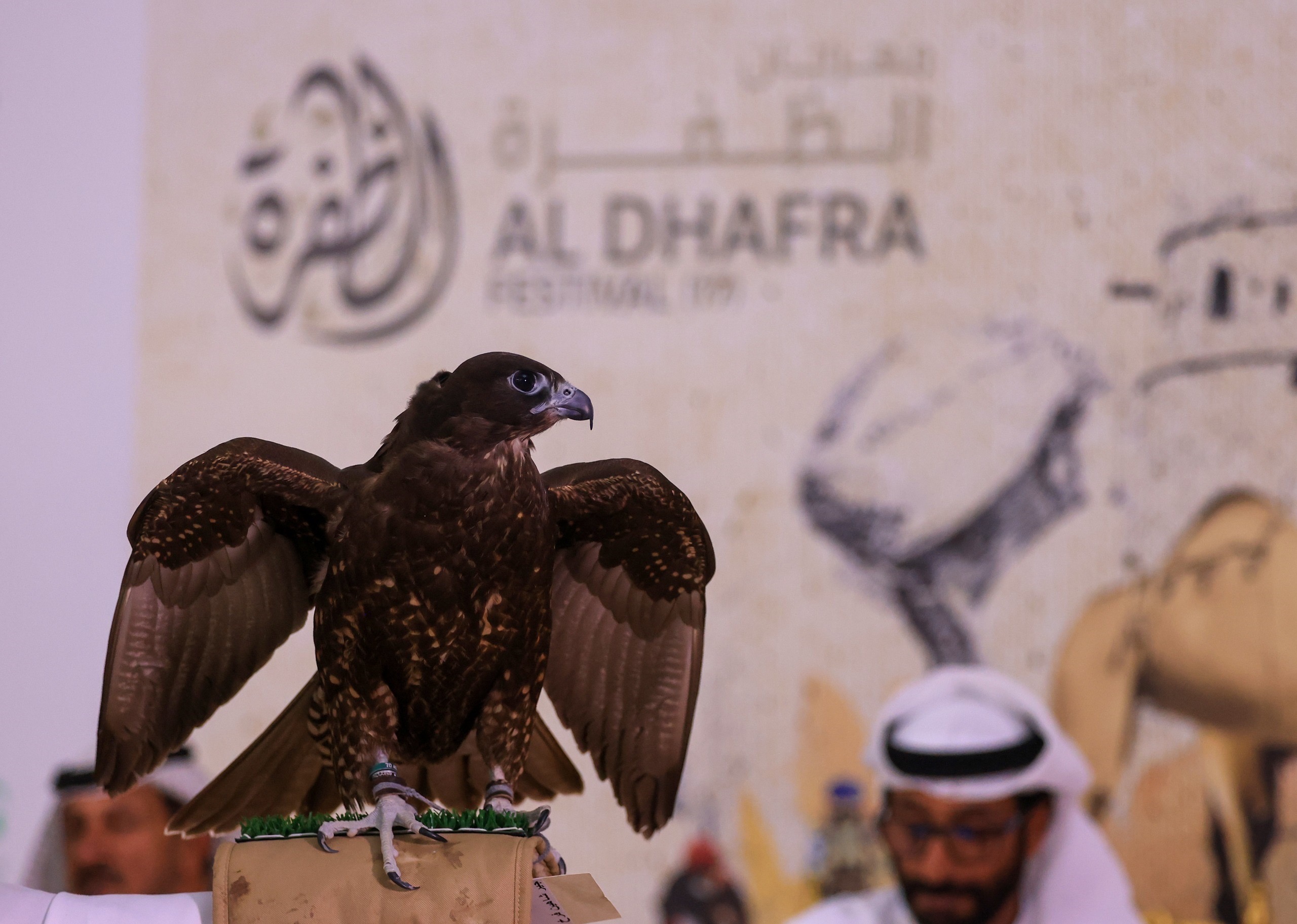 مهرجان الظفرة يشهد منافسات بين الصقارين في مزاينة الصقور بالتعاون مع محمية المرزوم للصيد