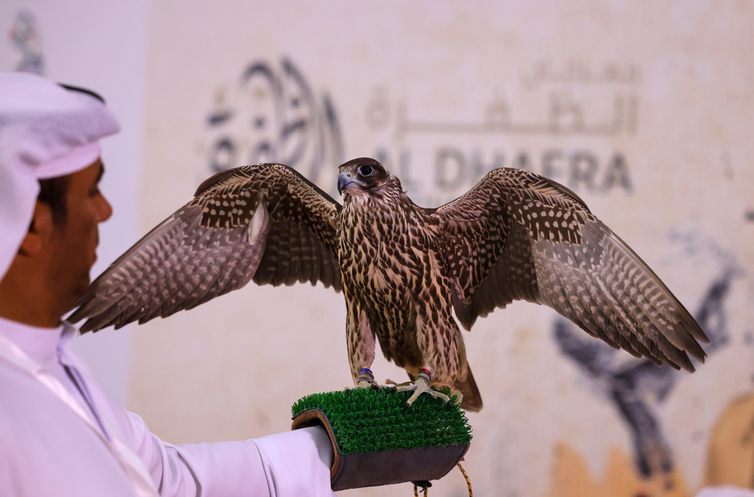 مهرجان الظفرة يشهد منافسات بين الصقارين في مزاينة الصقور بالتعاون مع محمية المرزوم للصيد