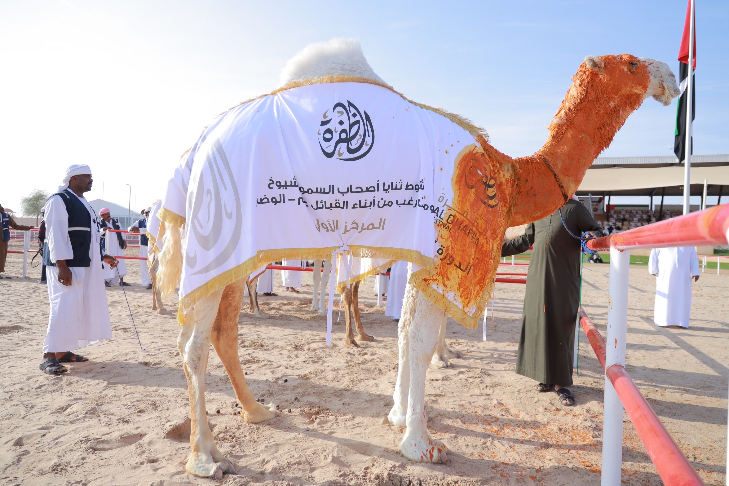 مهرجان الظفرة يخصص 60 جائزة لمزاينة إبل الثنايا الشرايا بقيمة تتجاوز 3.6 مليون درهم