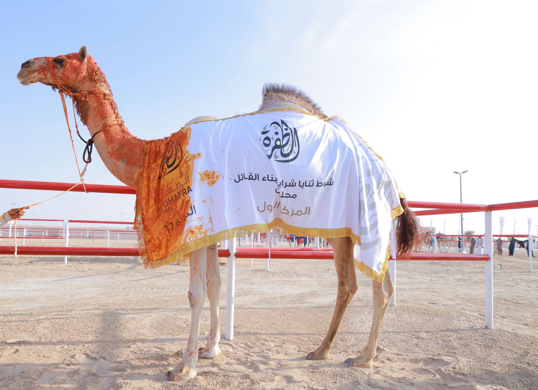 مهرجان الظفرة يخصص 60 جائزة لمزاينة إبل الثنايا الشرايا بقيمة تتجاوز 3.6 مليون درهم