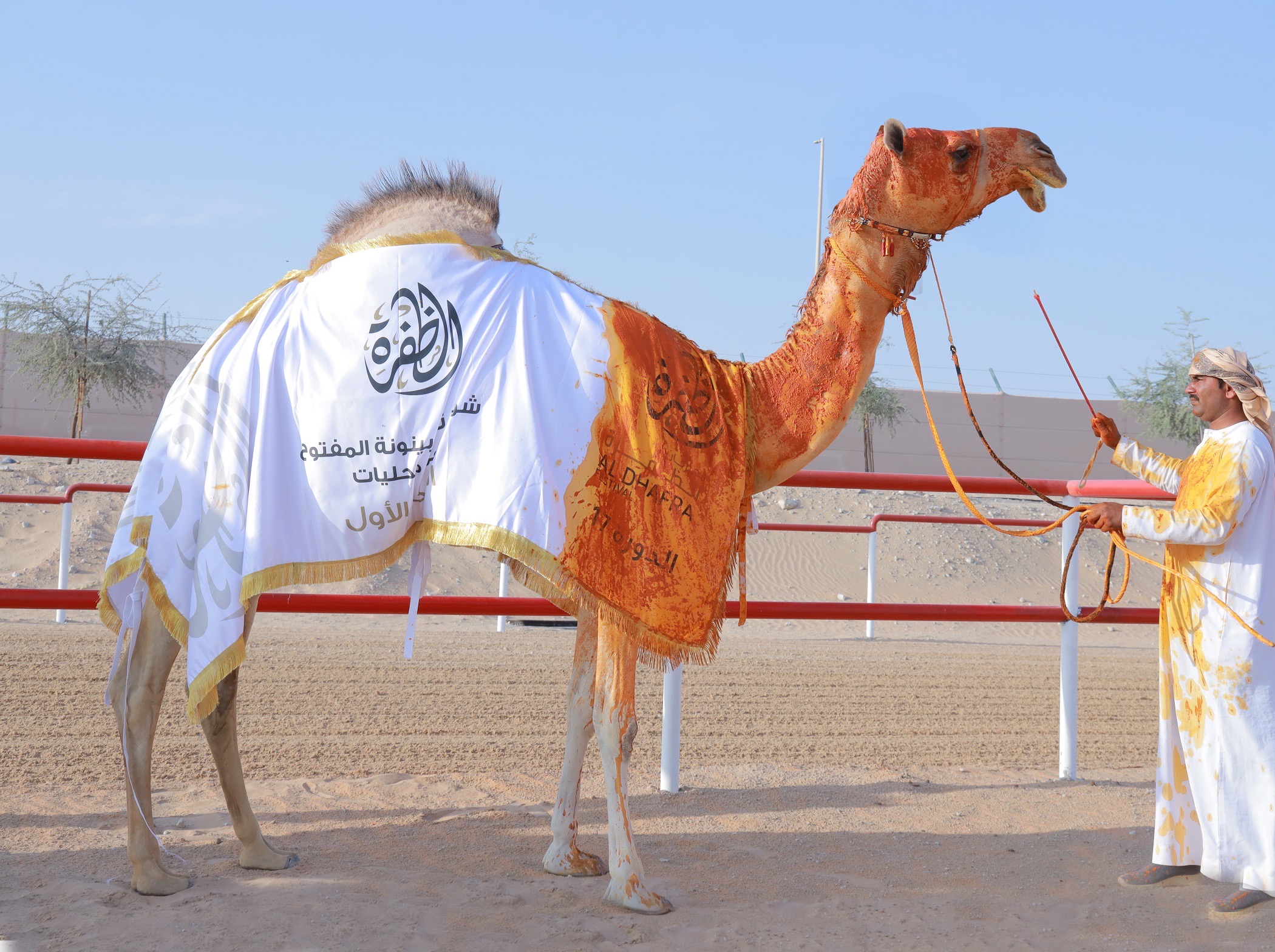 مهرجان الظفرة يخصص 60 جائزة لمزاينة إبل الثنايا الشرايا بقيمة تتجاوز 3.6 مليون درهم