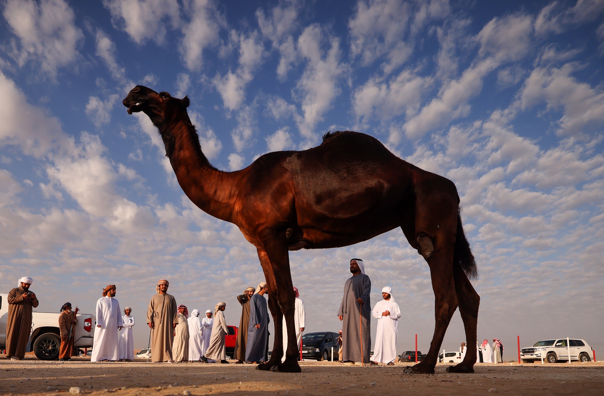 مزاينة الإبل في مهرجان الظفرة تسجل مشاركة 2226 مالك إبل على مدار 12 يوماً والمنافسات مستمرة لغاية 8 فبراير المقبل