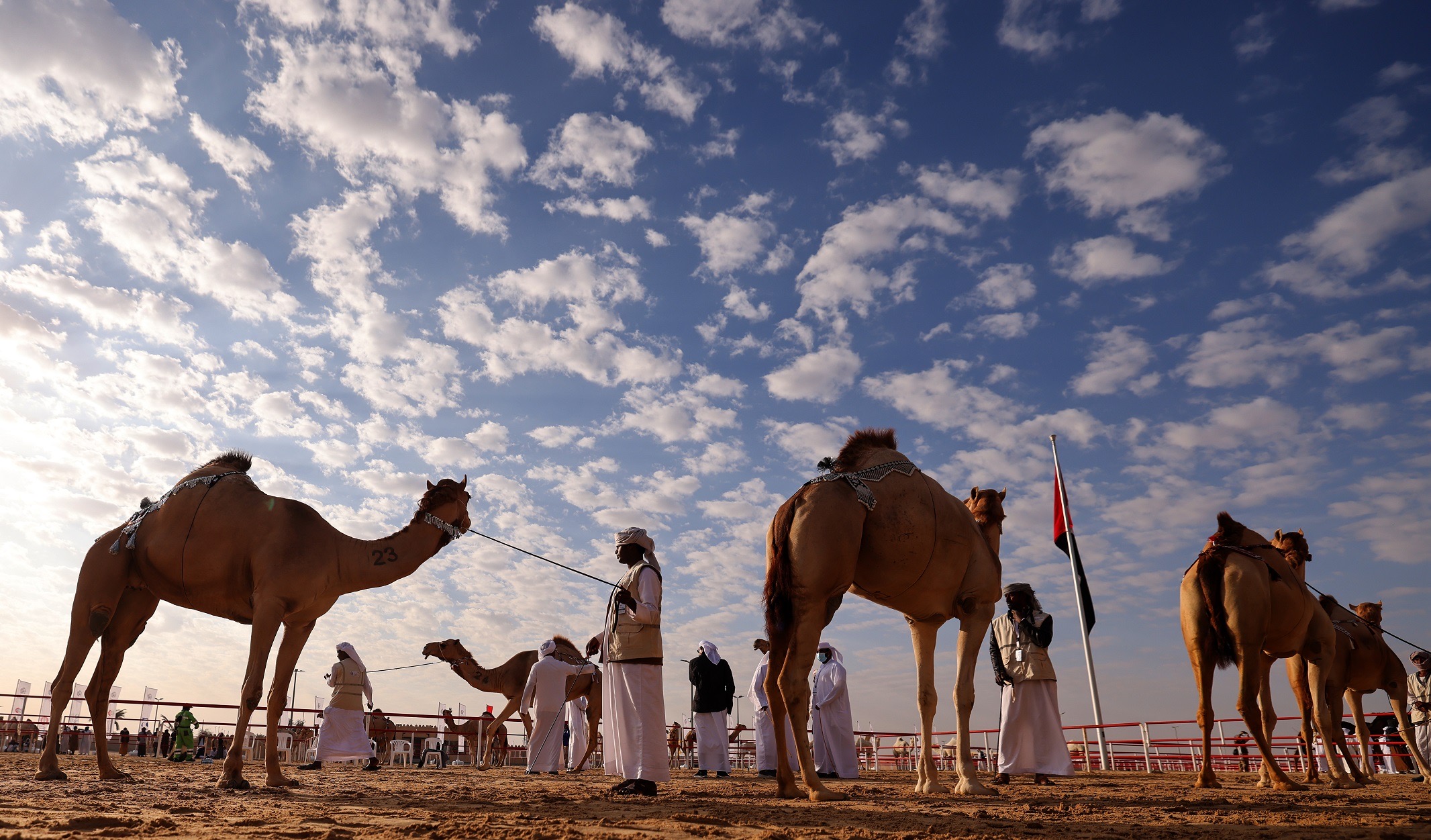 مزاينة الإبل في مهرجان الظفرة تسجل مشاركة 2226 مالك إبل على مدار 12 يوماً والمنافسات مستمرة لغاية 8 فبراير المقبل