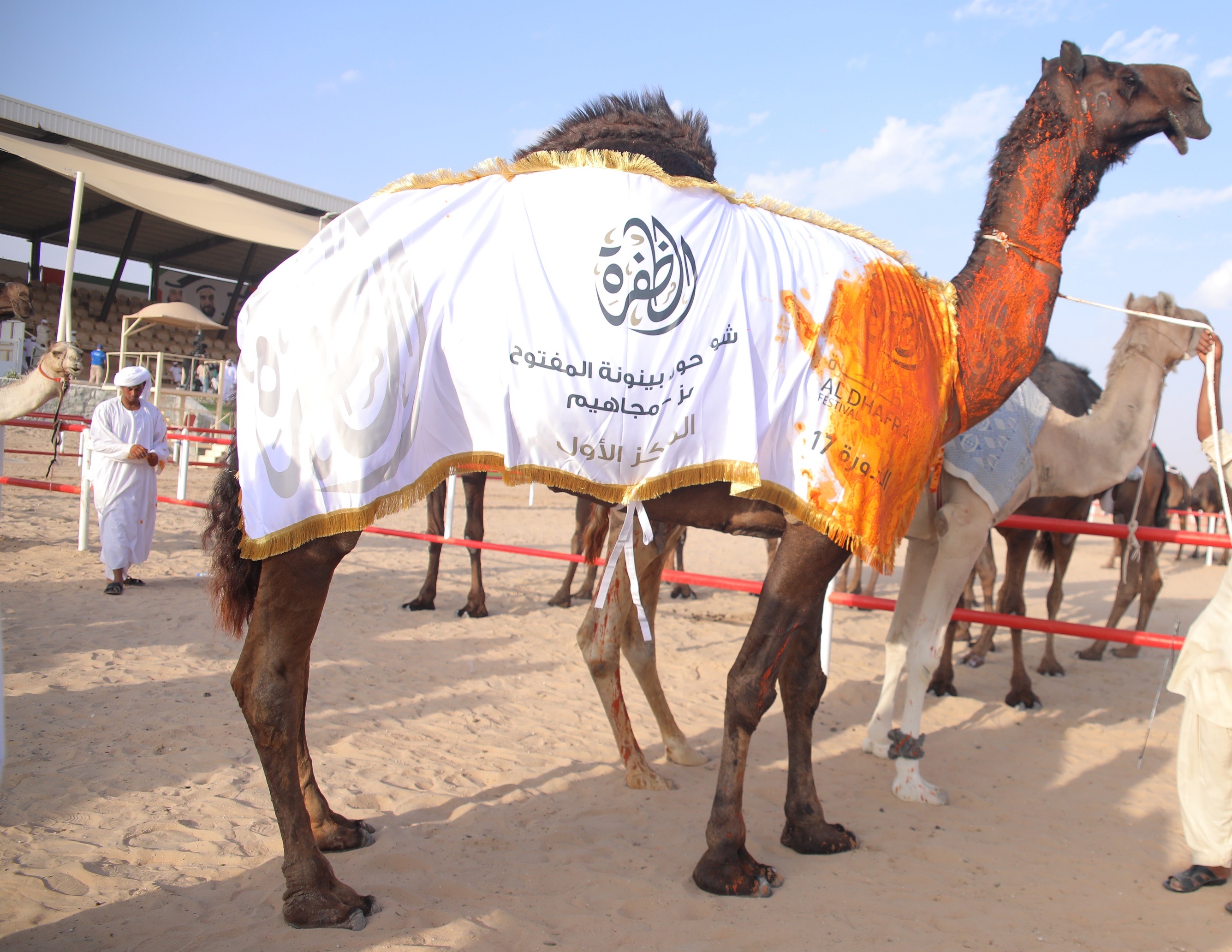 مهرجان الظفرة يتوج الفائزين في مزاينة إبل الحول للمحلياتوالمجاهيم  والوضح والمهجنات الأصايل