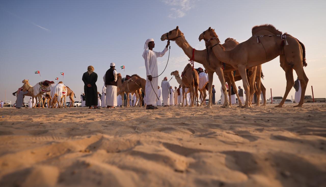 مهرجان الظفرة يتوج الفائزين في مزاينة إبل الحول للمحلياتوالمجاهيم  والوضح والمهجنات الأصايل