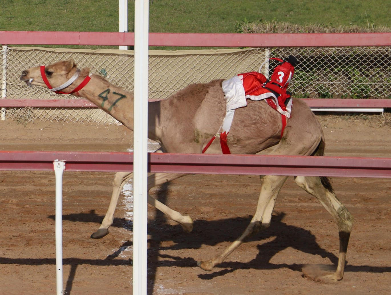 منافسات سن الفطامين مساء اليوم بميدان الذيد