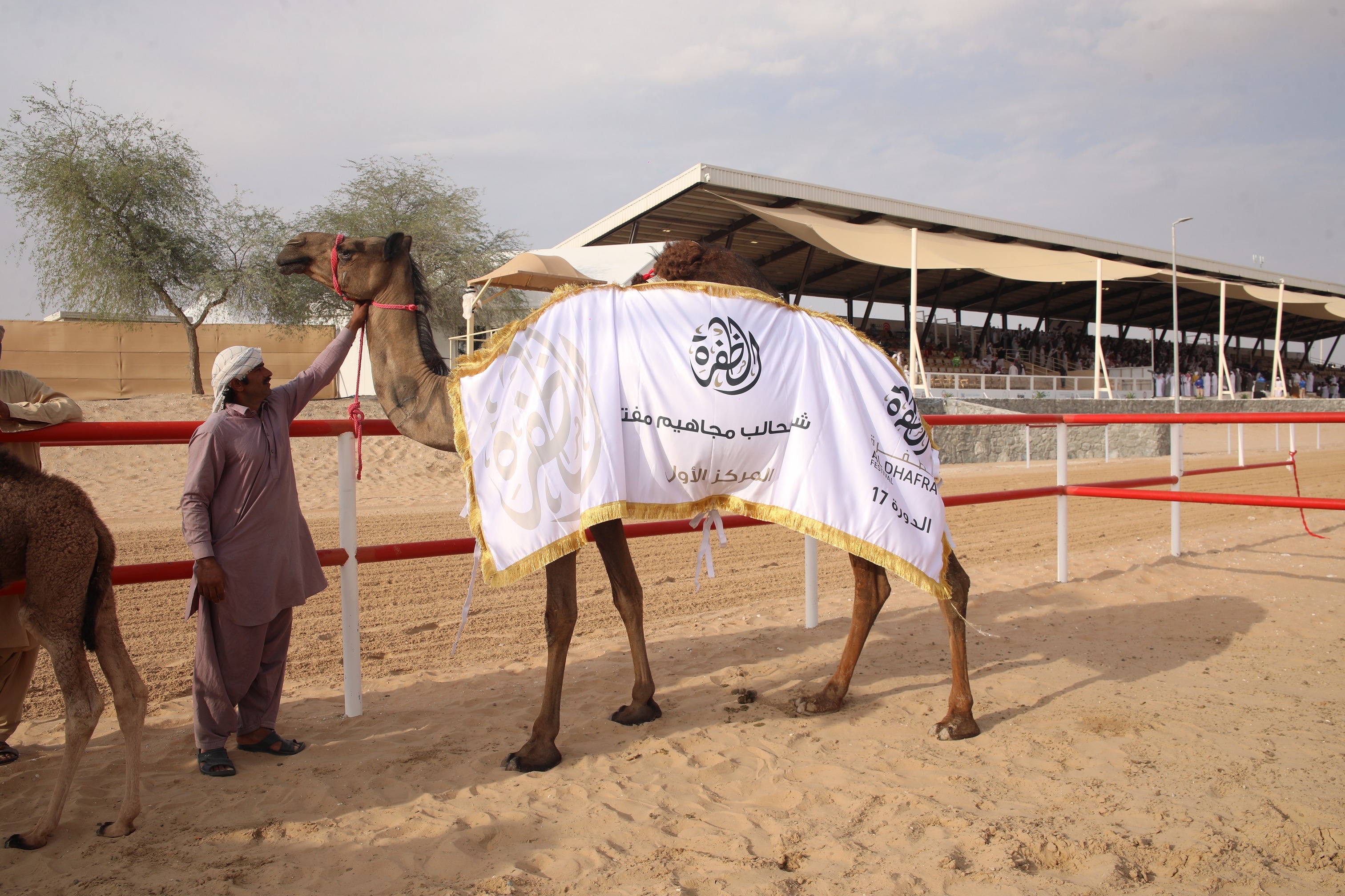 مهرجان الظفرة يتوج الفائزين في مسابقة المحالب المجاهيم ومزاينة الإبل