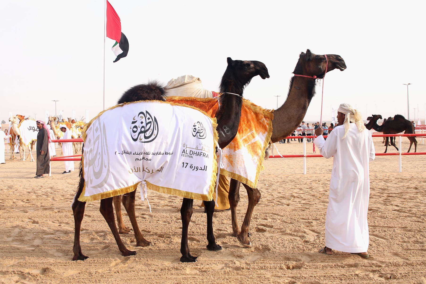 مهرجان الظفرة يتوج الفائزين في مسابقة المحالب المجاهيم ومزاينة الإبل