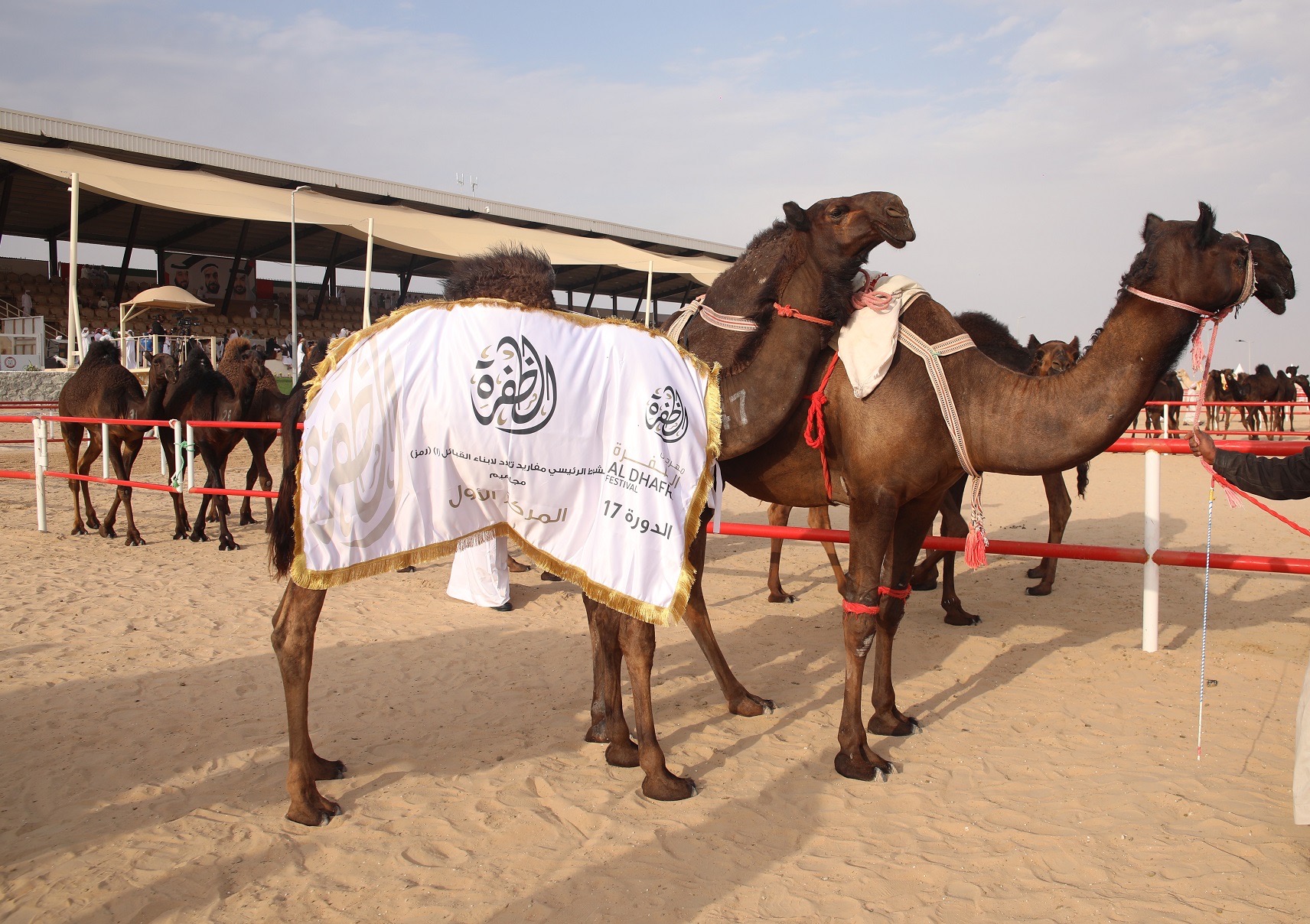 مهرجان الظفرة يتوج الفائزين في مسابقة المحالب المجاهيم ومزاينة الإبل