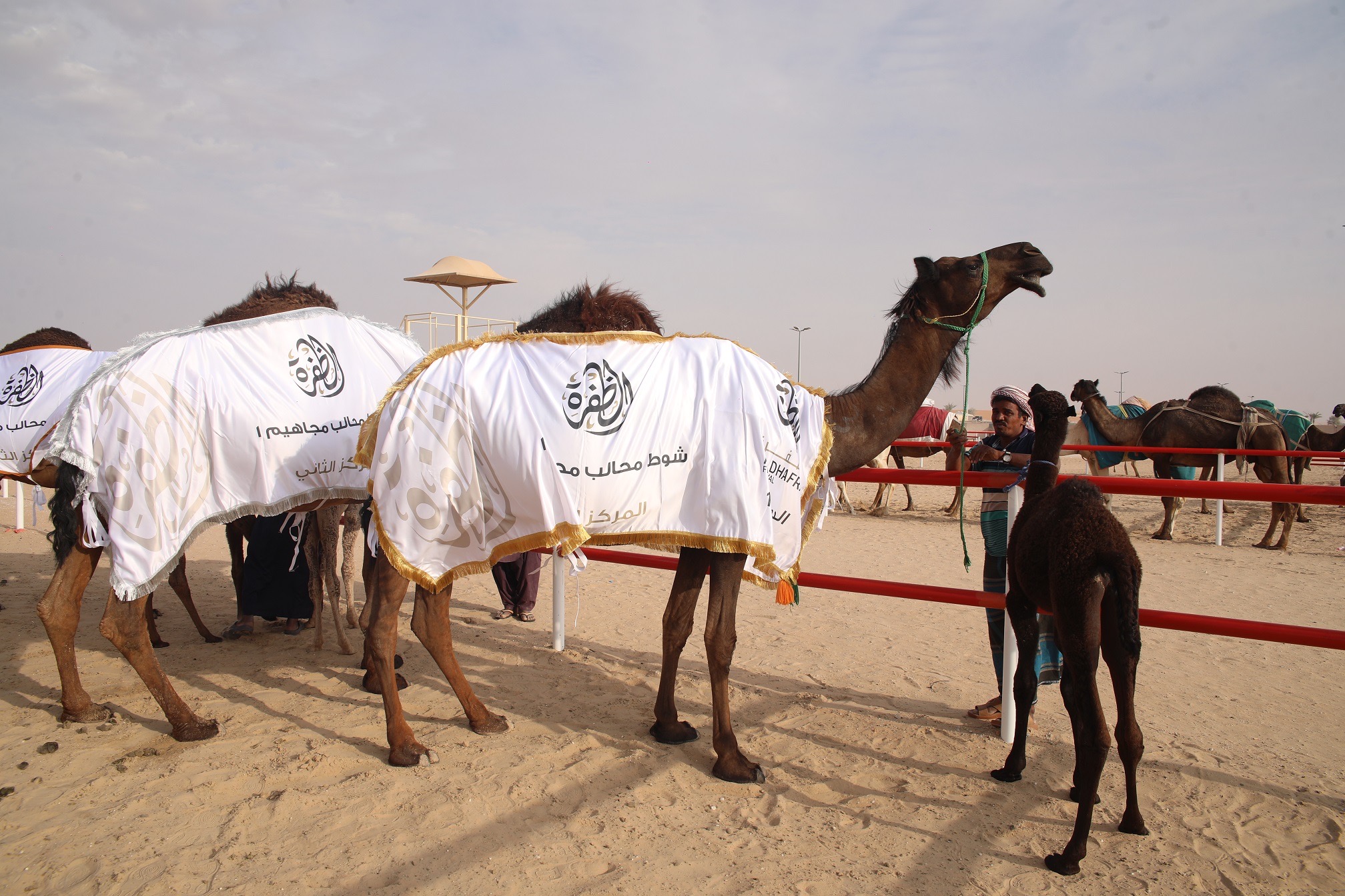 مهرجان الظفرة يتوج الفائزين في مسابقة المحالب المجاهيم ومزاينة الإبل