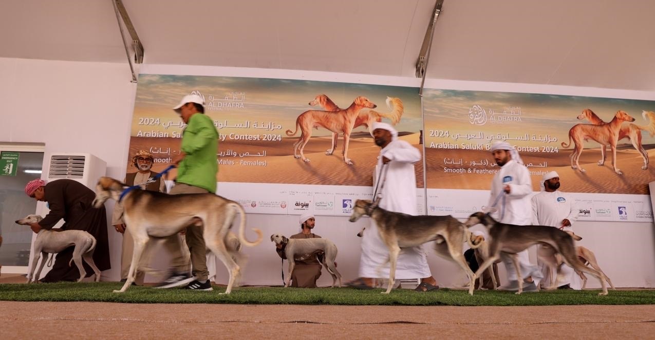 مزاينة السلوقي العربي في مهرجان الظفرة تشهد مشاركة واسعة