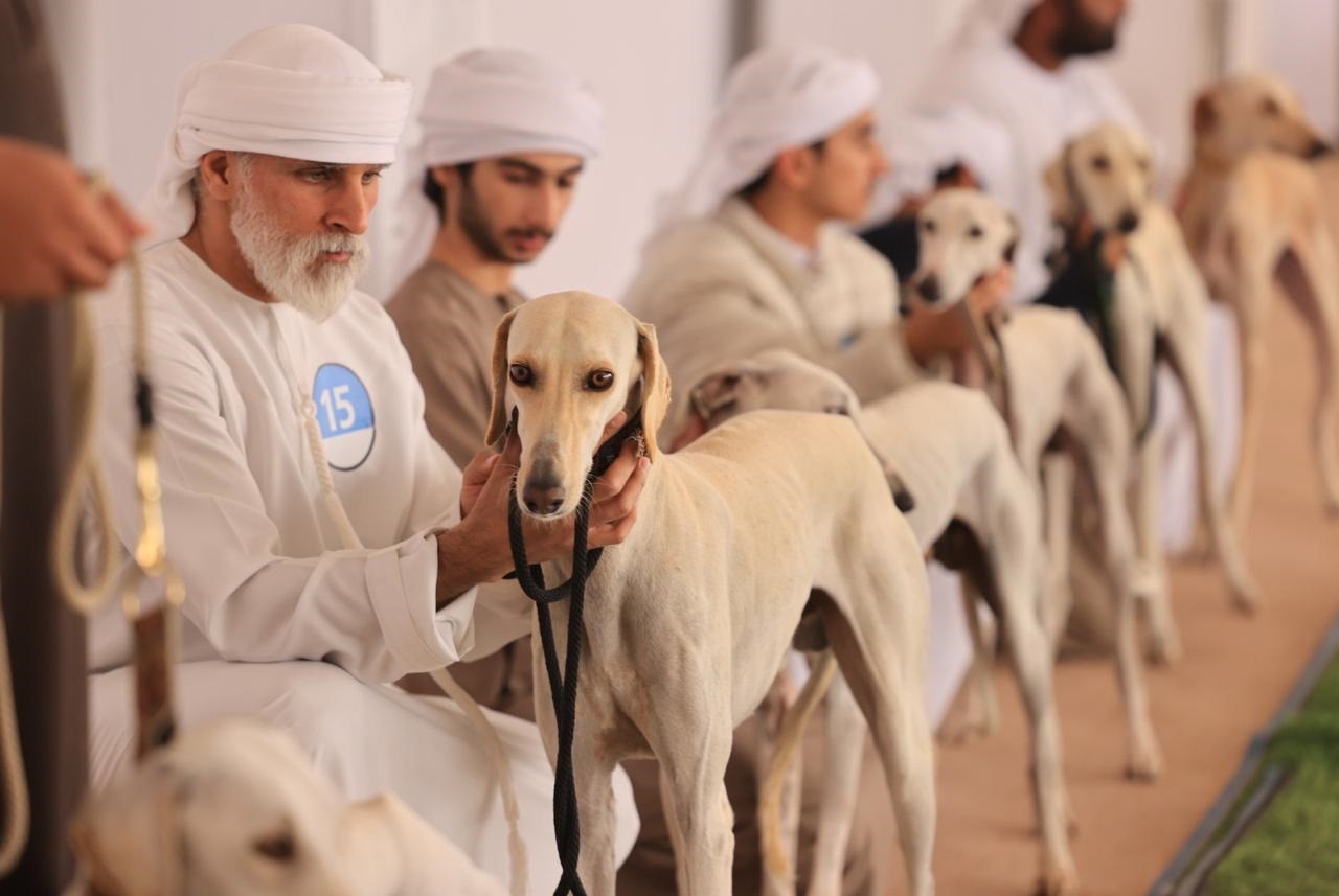 مزاينة السلوقي العربي في مهرجان الظفرة تشهد مشاركة واسعة