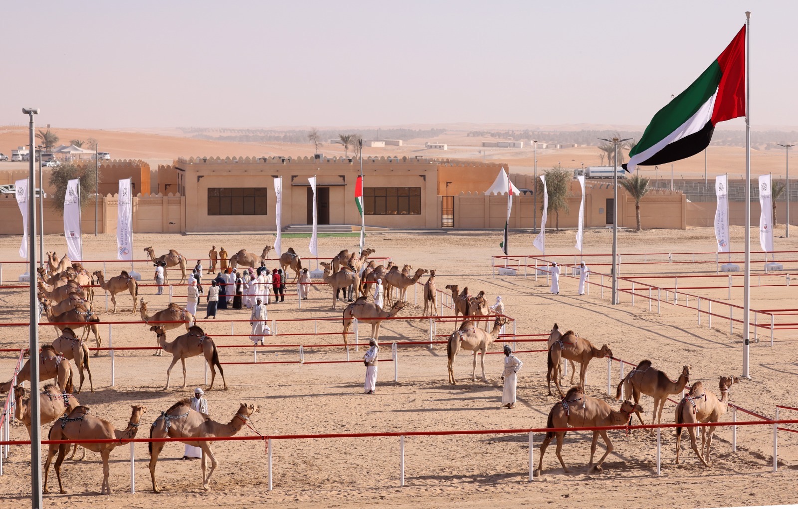 مهرجان الظفرة يواصل فعالياته ومسابقاته في مدينة زايد بمنطقة الظفرة