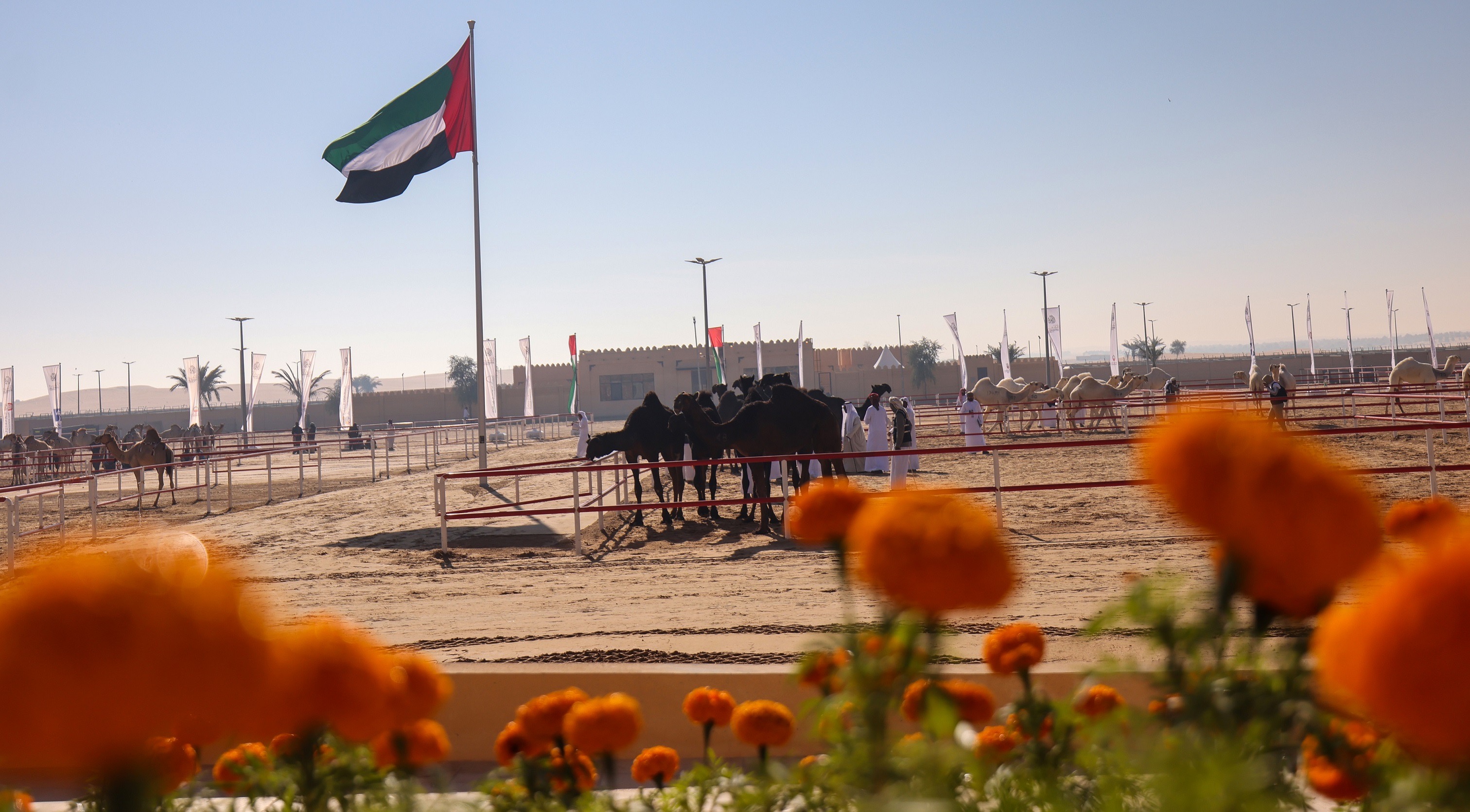 مهرجان الظفرة يواصل فعالياته ومسابقاته في مدينة زايد بمنطقة الظفرة