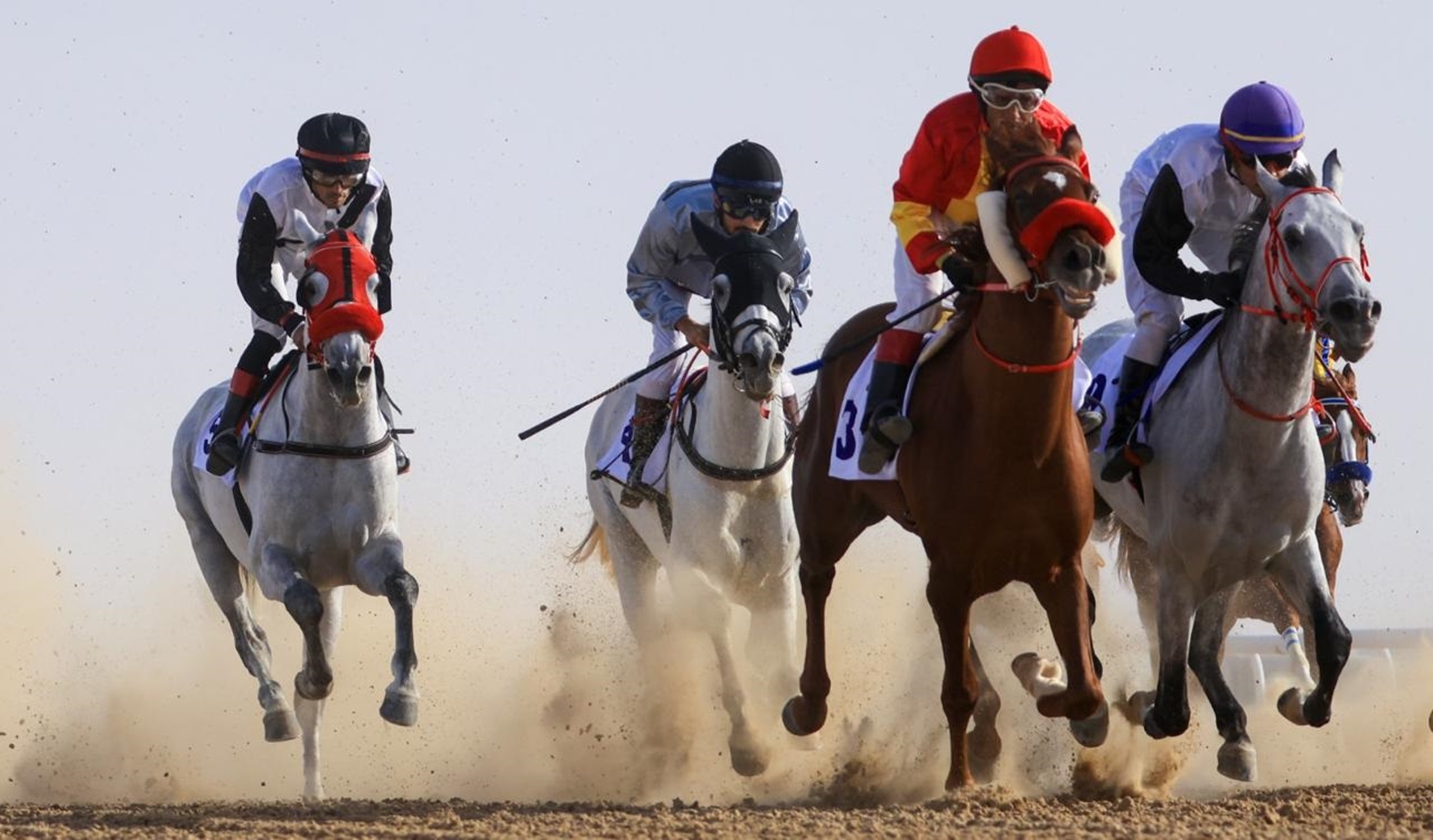 مهرجان الظفرة 17 يتوج الفائزين في الخيل والسلوقي العربي وغنم النعيم