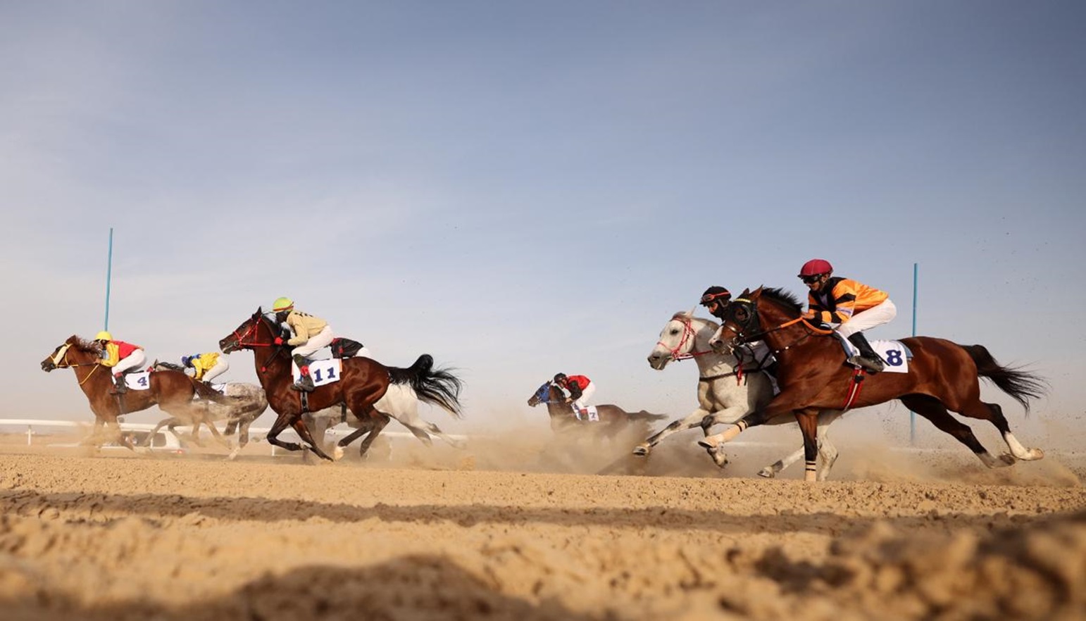 مهرجان الظفرة 17 يتوج الفائزين في الخيل والسلوقي العربي وغنم النعيم