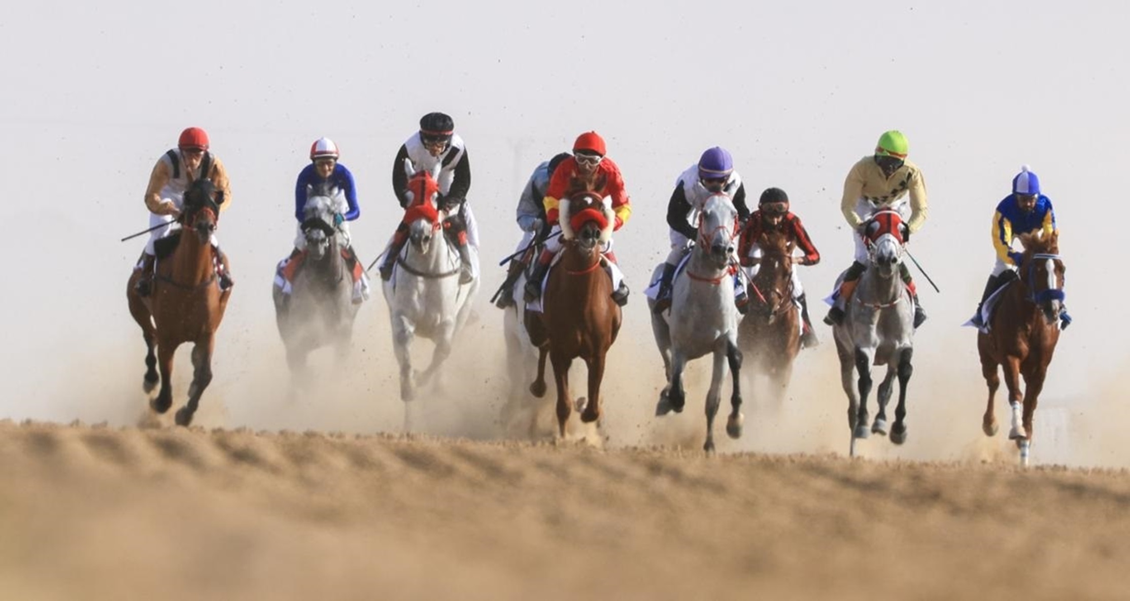 مهرجان الظفرة 17 يتوج الفائزين في الخيل والسلوقي العربي وغنم النعيم