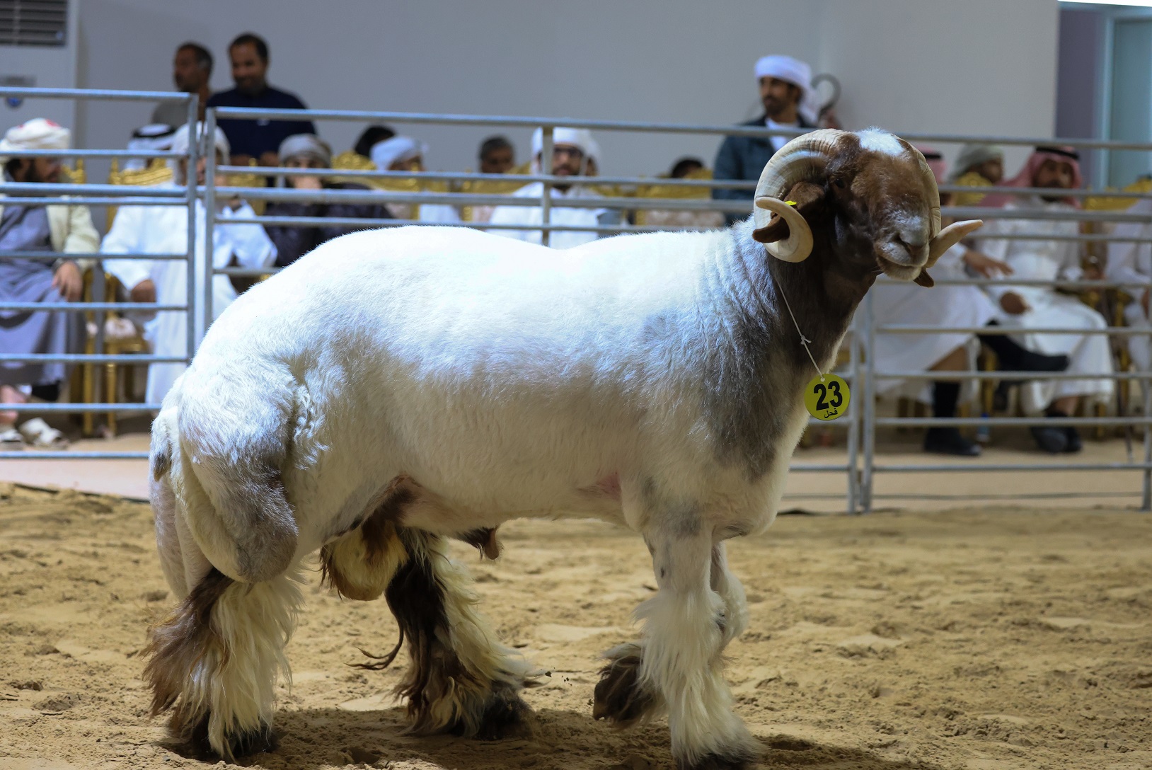 مهرجان الظفرة 17 يتوج الفائزين في الخيل والسلوقي العربي وغنم النعيم