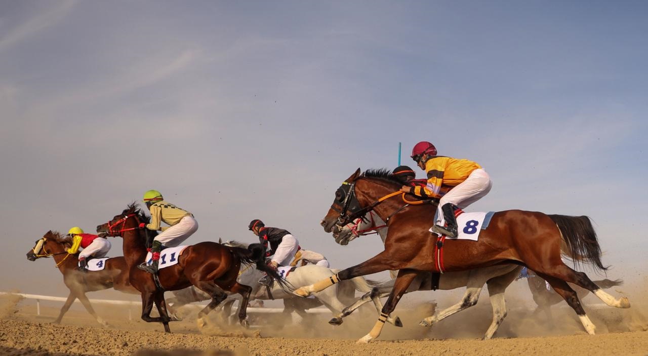 مهرجان الظفرة 17 يتوج الفائزين في الخيل والسلوقي العربي وغنم النعيم