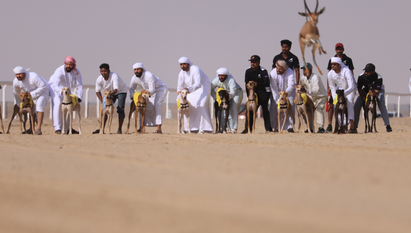 مهرجان الظفرة 17 يتوج الفائزين في الخيل والسلوقي العربي وغنم النعيم