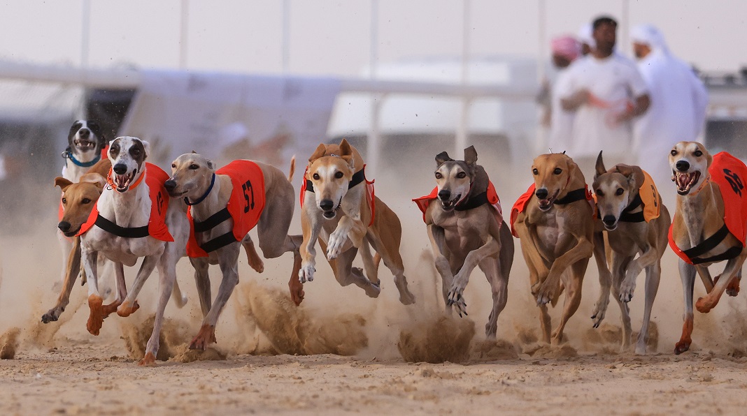 مهرجان الظفرة 17 يتوج الفائزين في الخيل والسلوقي العربي وغنم النعيم