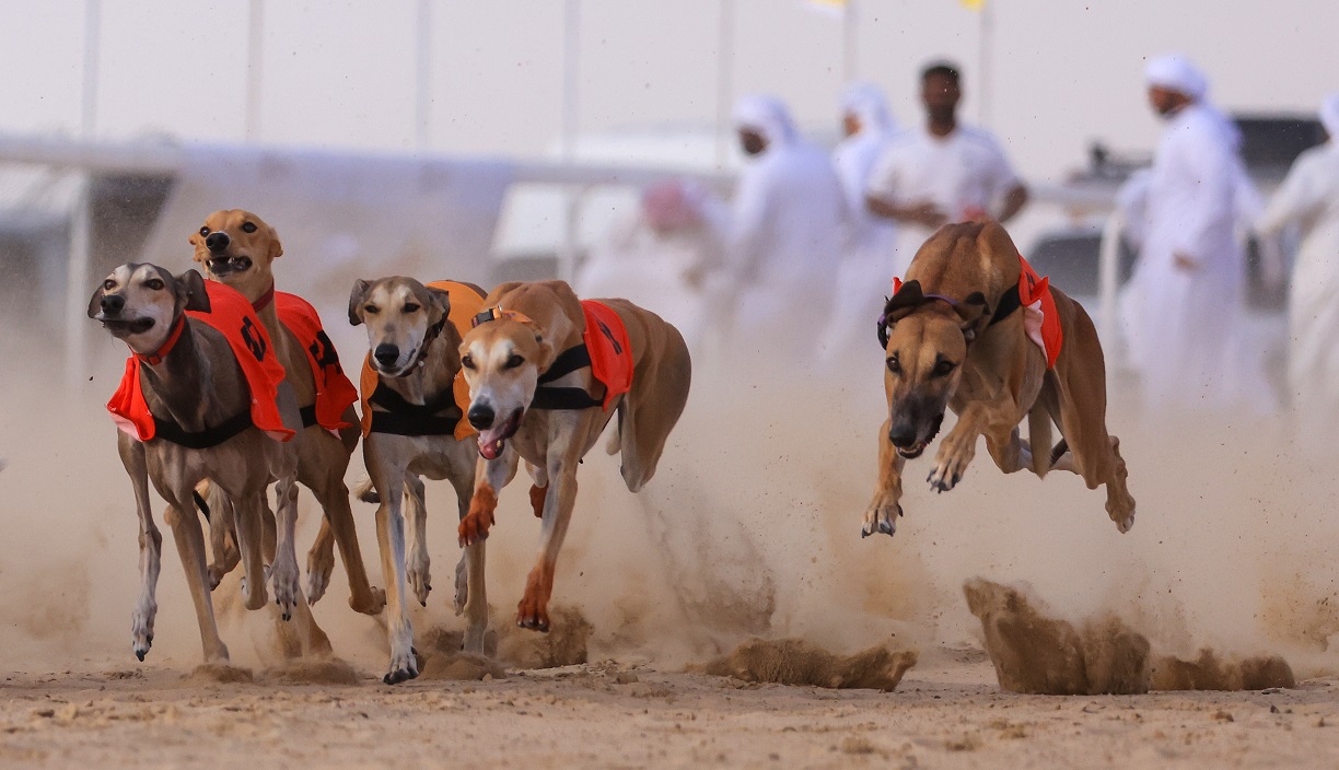 مهرجان الظفرة 17 يتوج الفائزين في الخيل والسلوقي العربي وغنم النعيم