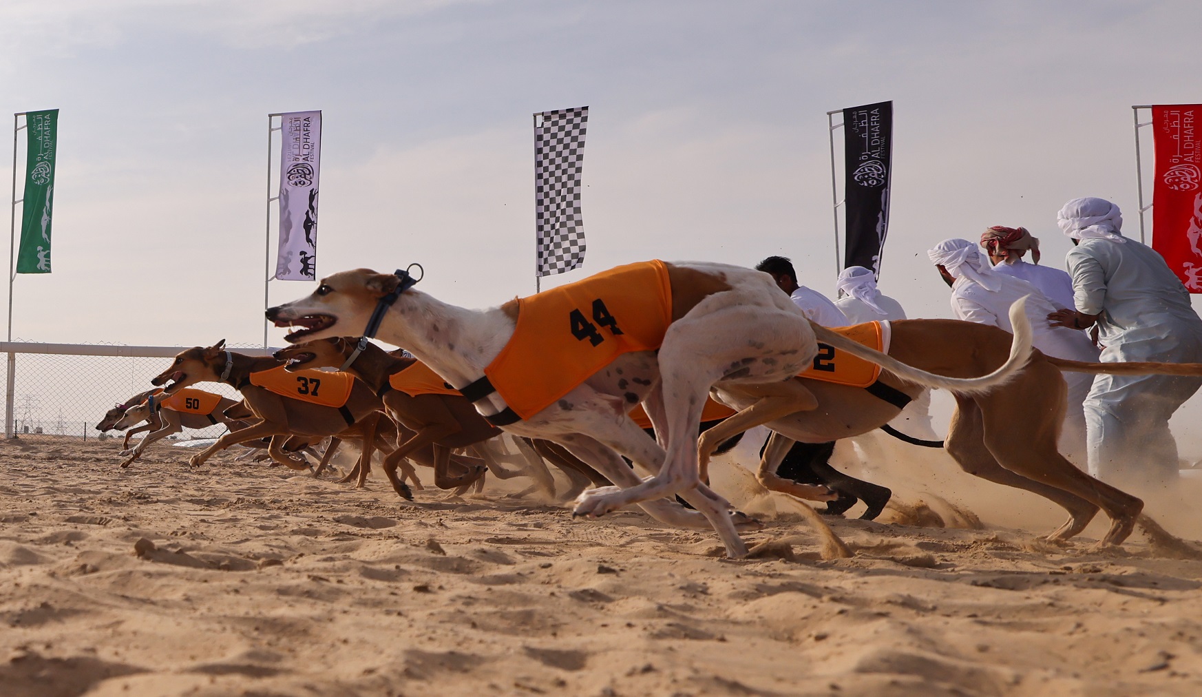 مهرجان الظفرة 17 يتوج الفائزين في الخيل والسلوقي العربي وغنم النعيم